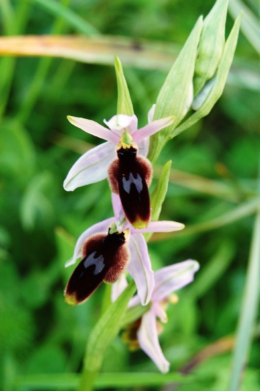 ORCHIDEE DELLO ZINGARO